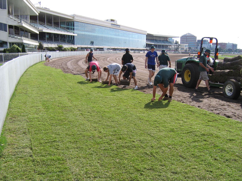 Melbourne Instant Grass