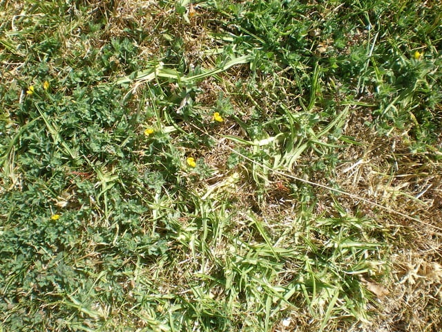 BYE BYE Weeds