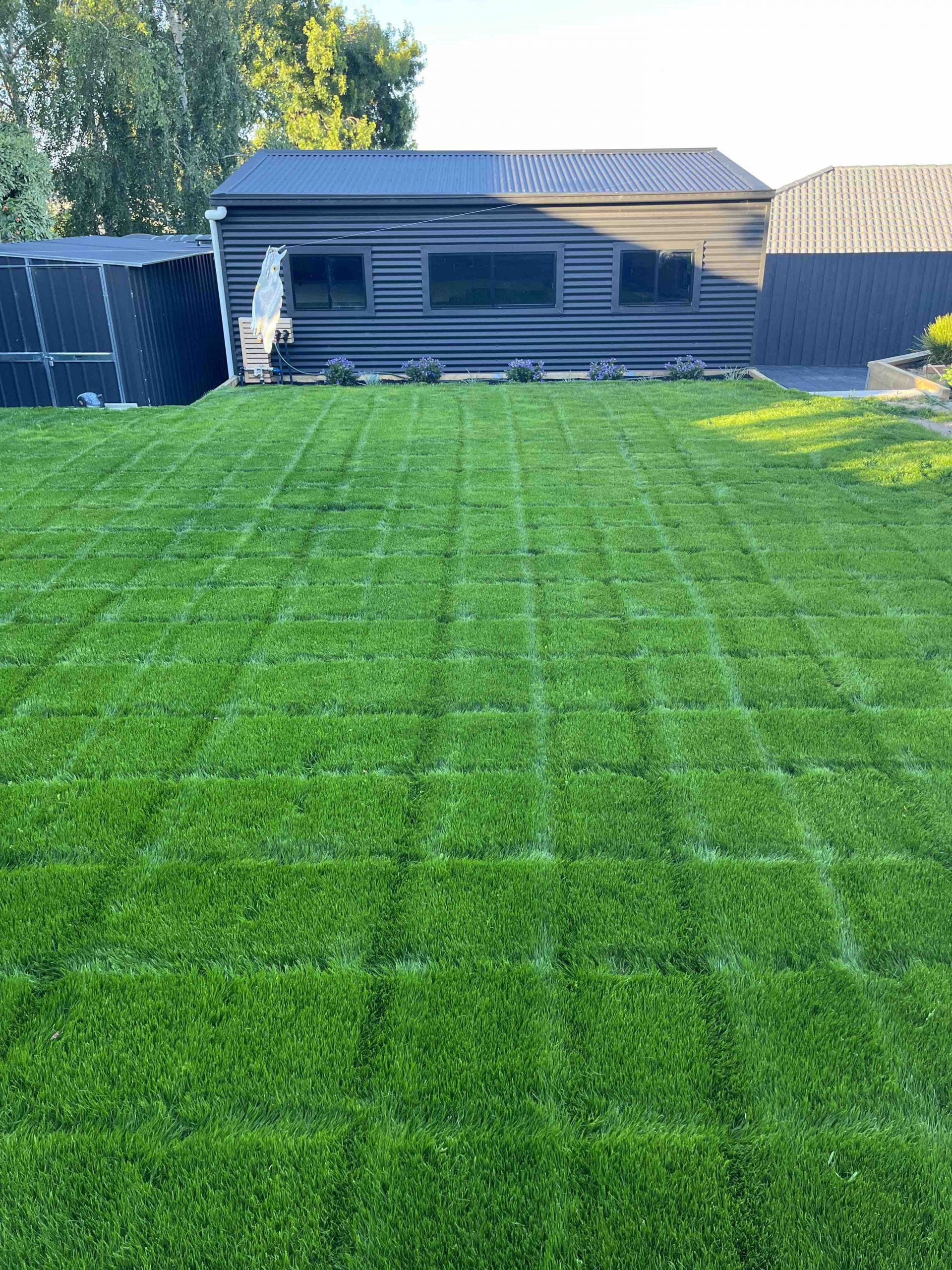 Fine N Hardy lawn grown from eed