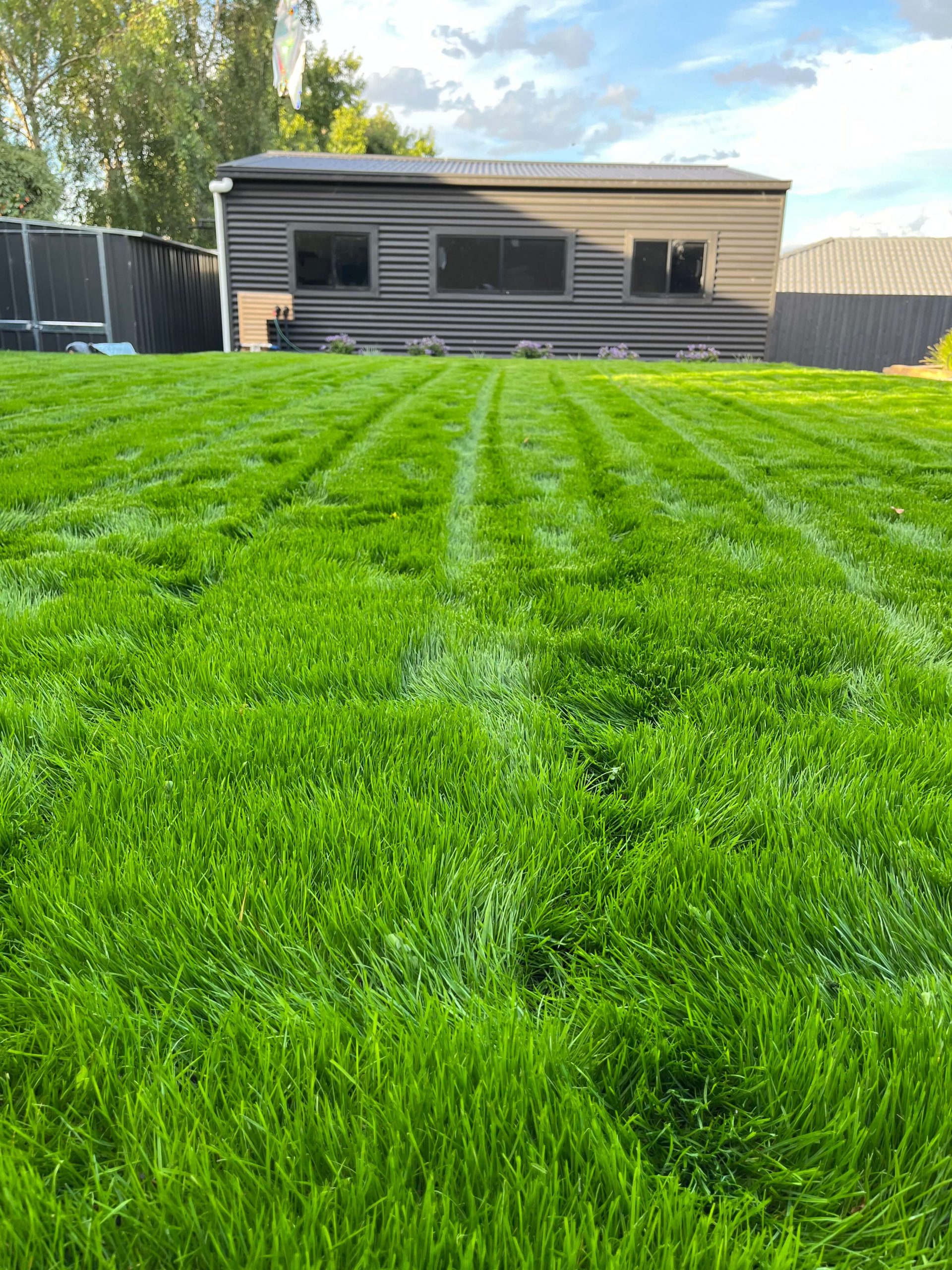 Fine N Hardy lawn grown from seed