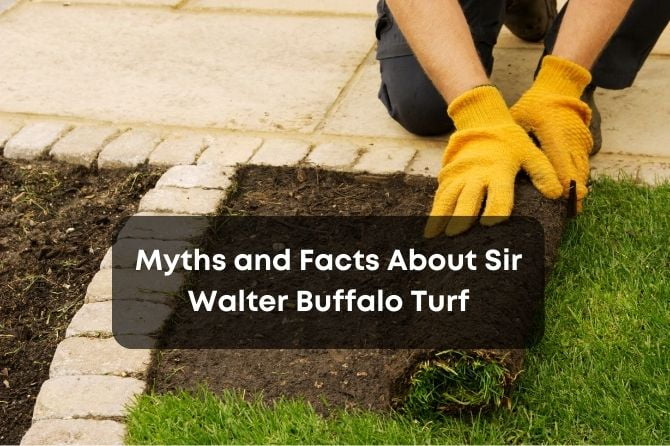 Is Your Lawn a Lie? The 7 Biggest Sir Walter Turf Myths, Exposed