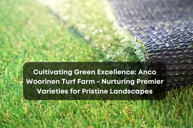 Cultivating Green Excellence: Anco Woorinen Turf Farm – Nurturing Premier Varieties for Pristine Landscapes