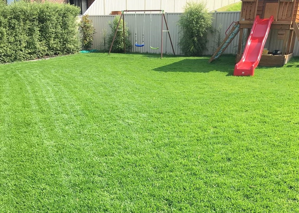 Kikuyu Grass