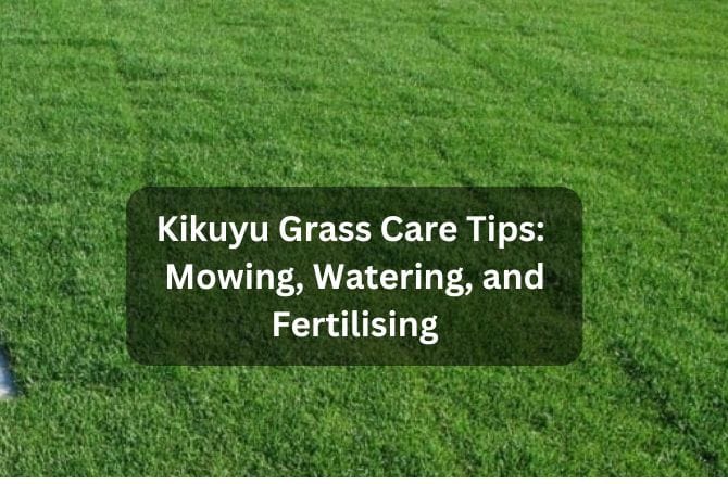 Kikuyu Grass Care Tips: Mowing, Watering, and Fertilising