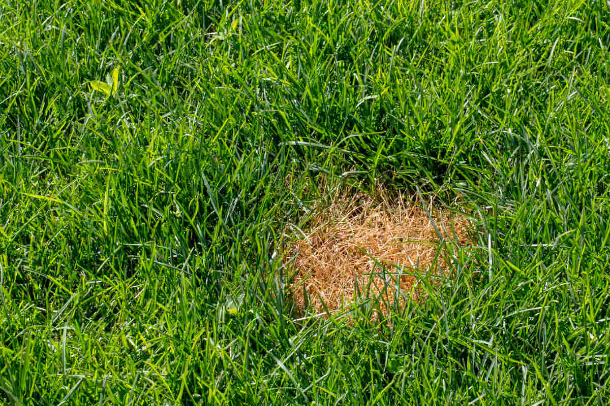 Anthracnose