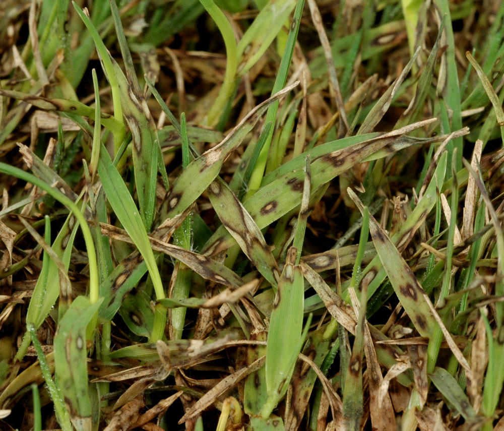 Bipolaris
