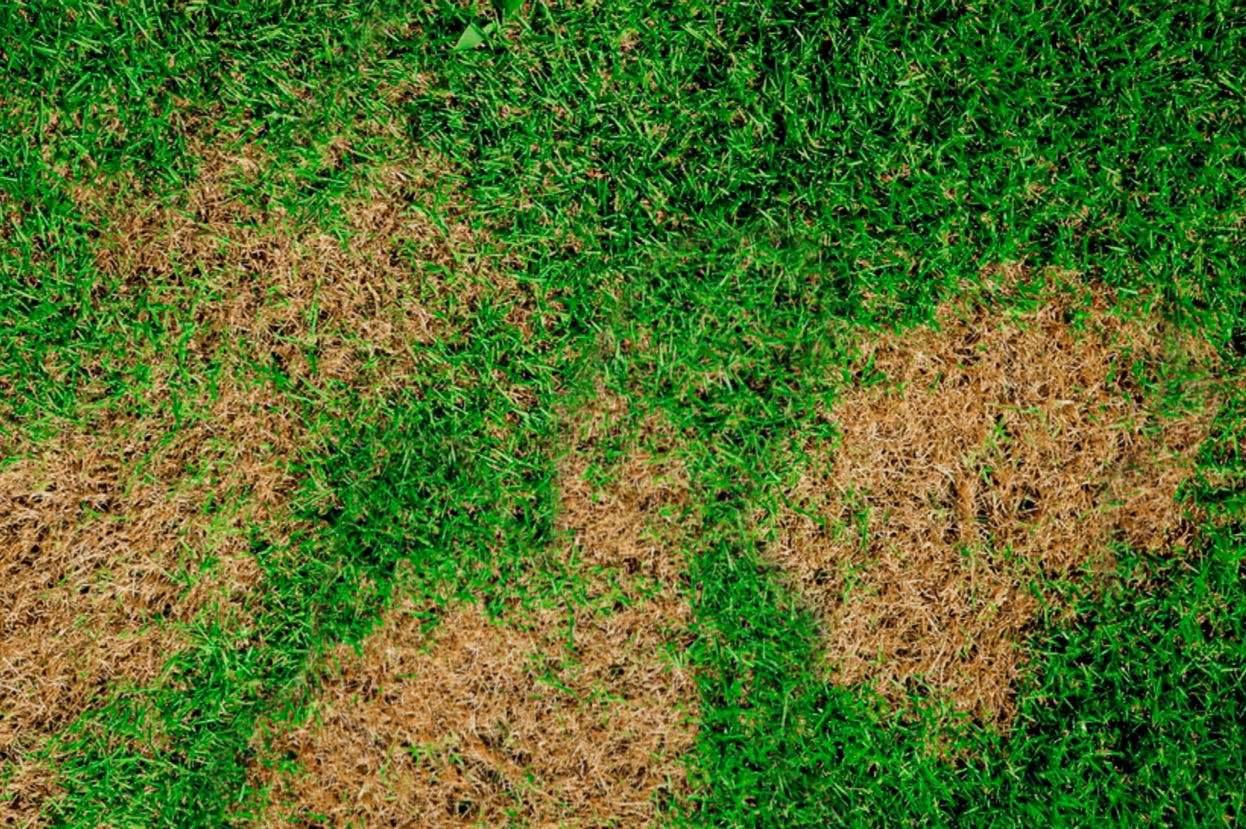 Brown Patch