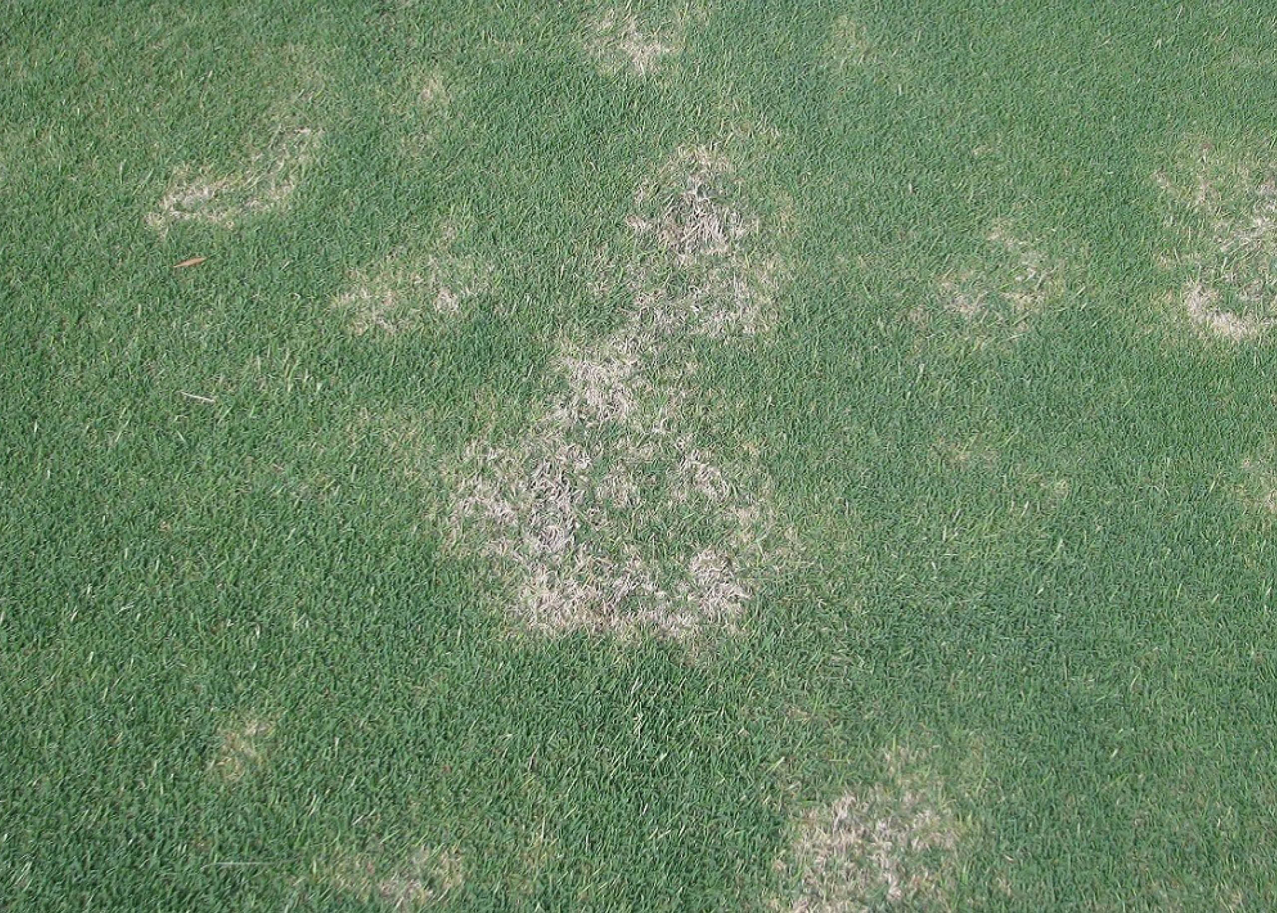 Curvularia Leaf Blight