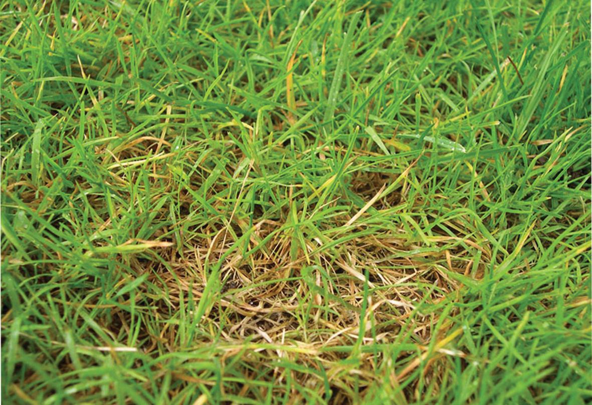 Dollar Spot