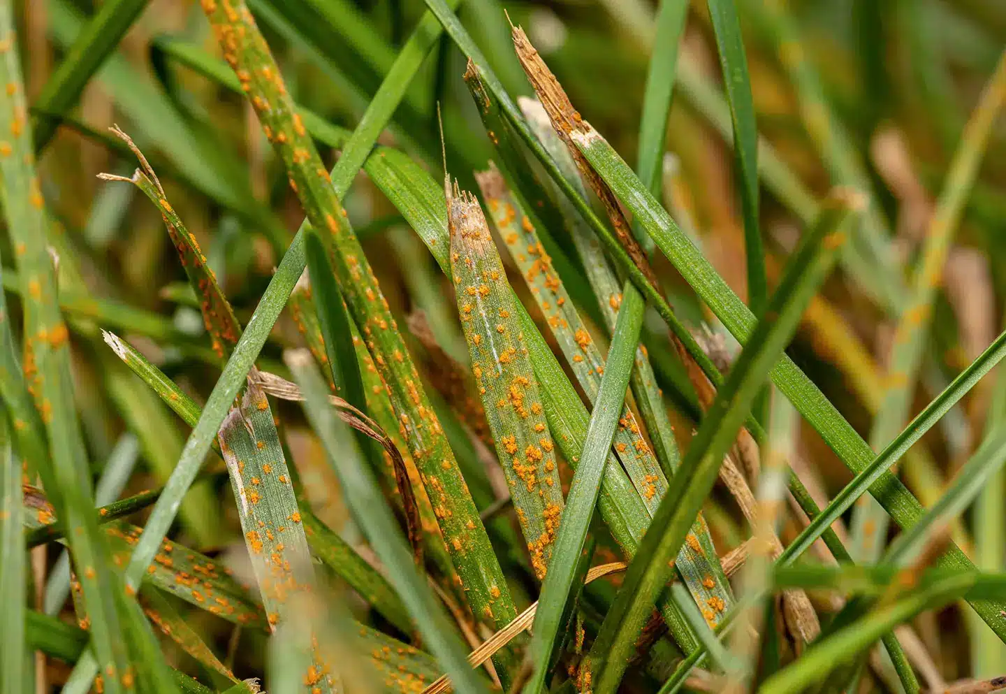 Downy Mildew (Yellow Tuft)