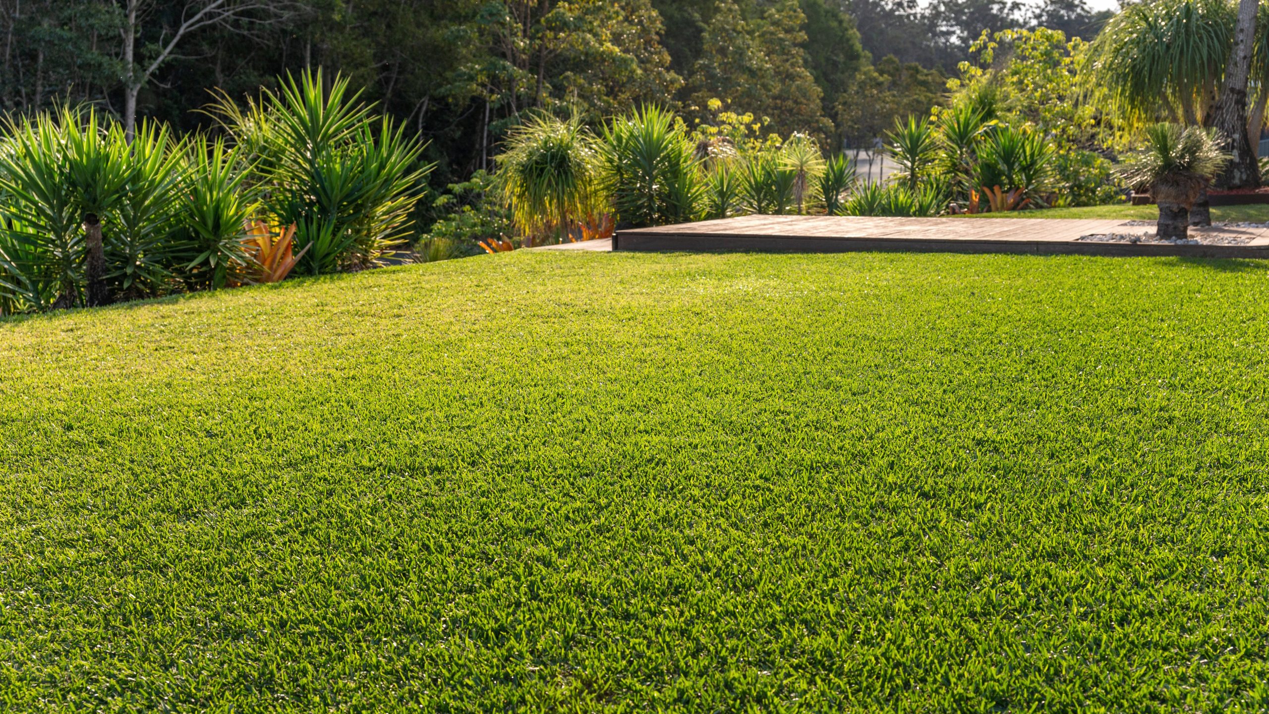 ESTABLISHING NEW LAWN
