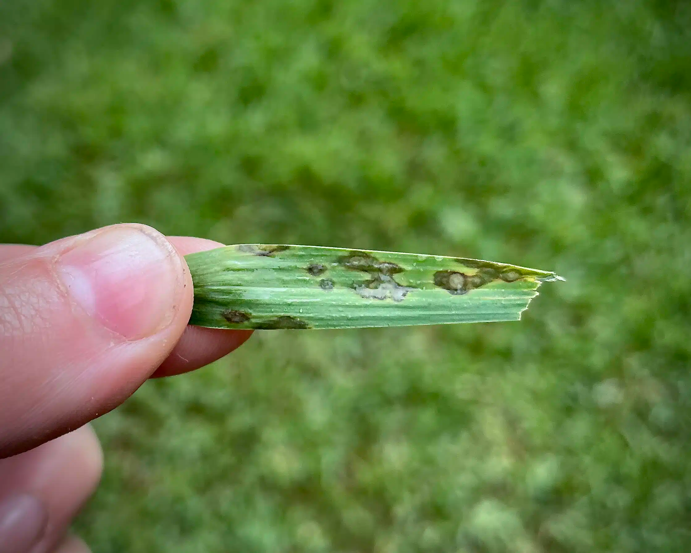 Grey Leaf Spot