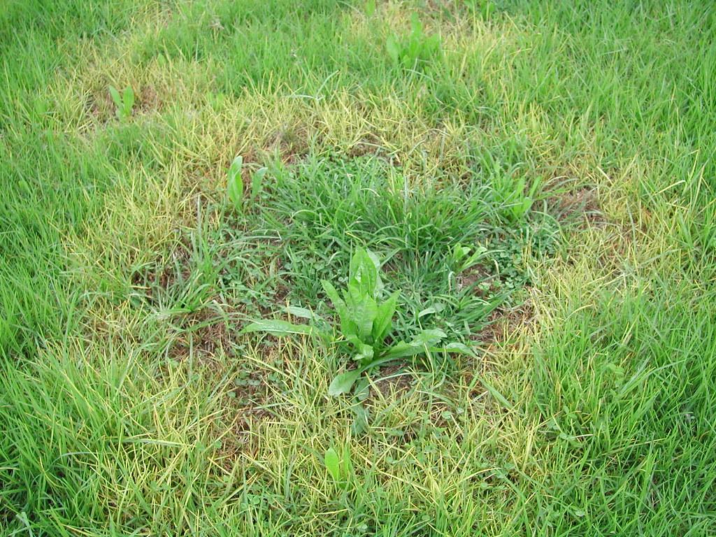 Kikuyu Yellows
