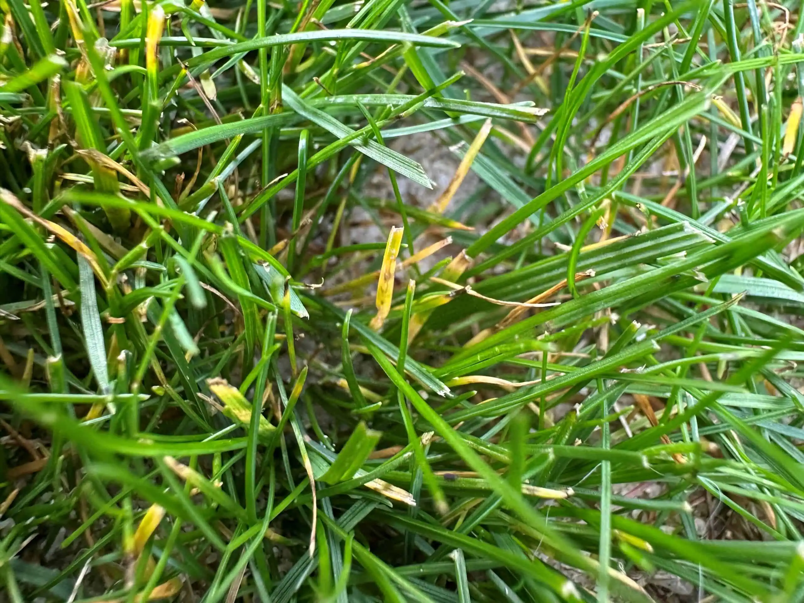 Leptosphaerulina Leaf Blight