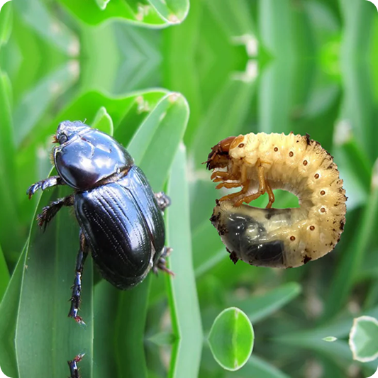 PEST AND DISEASE CONTROL FOR LAWNS   :test
