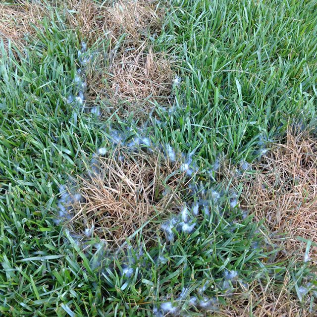 Pythium Leaf Blight