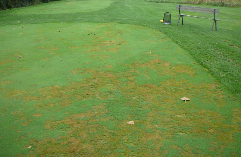 Pythium Root Dysfunction