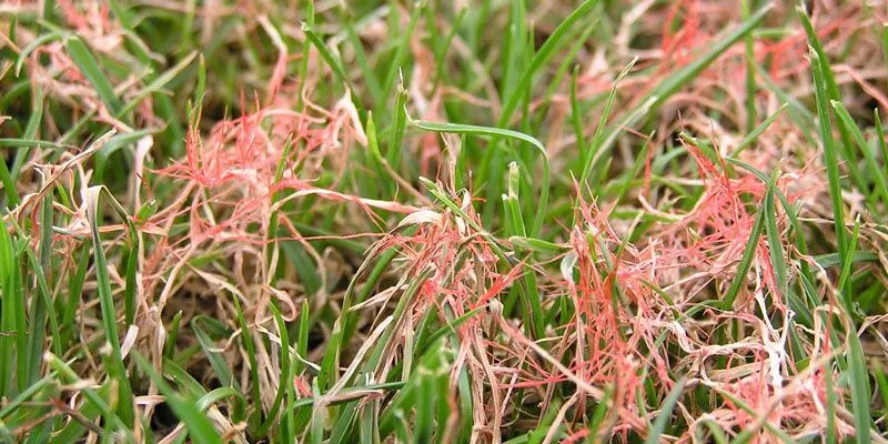 Red Thread
