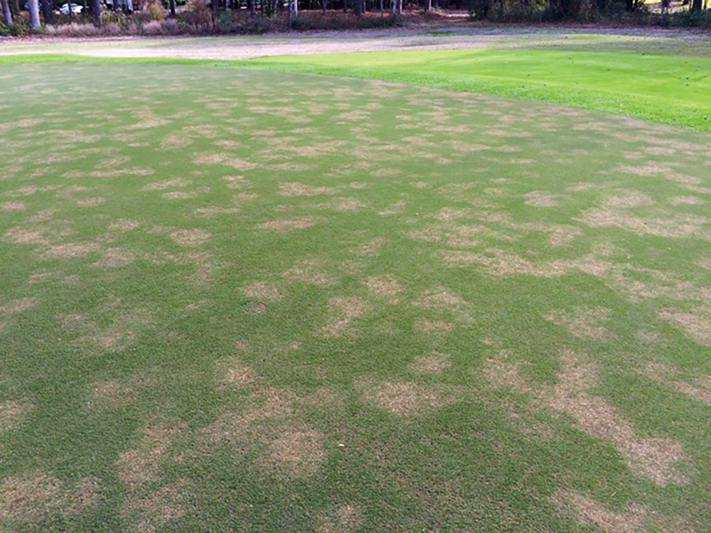 Root Decline