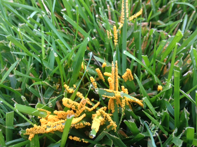Slime Mould