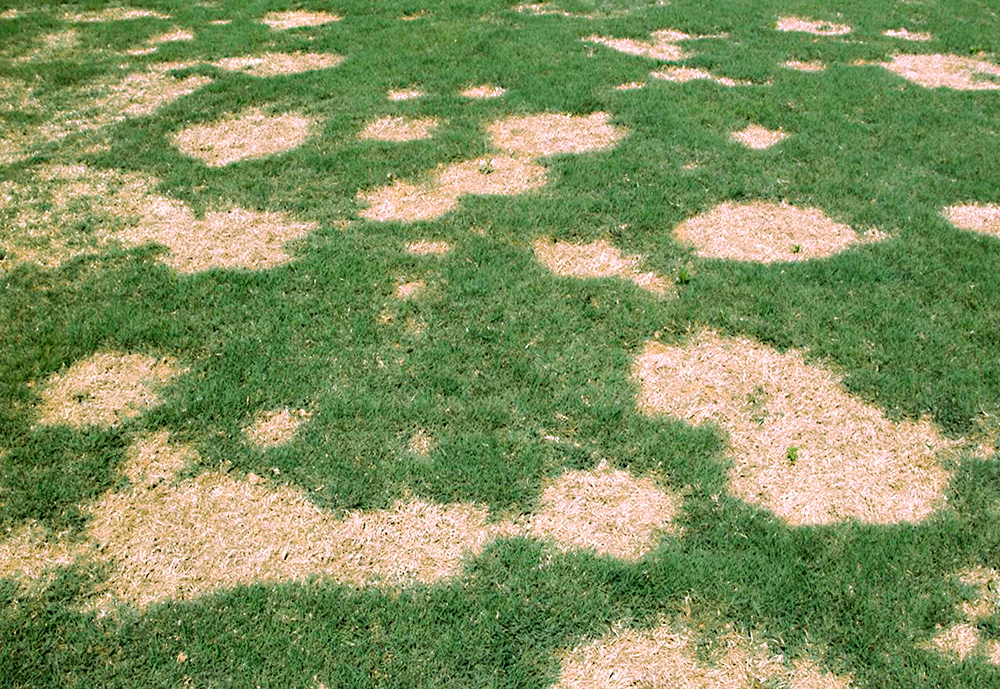Spring Dead Spot