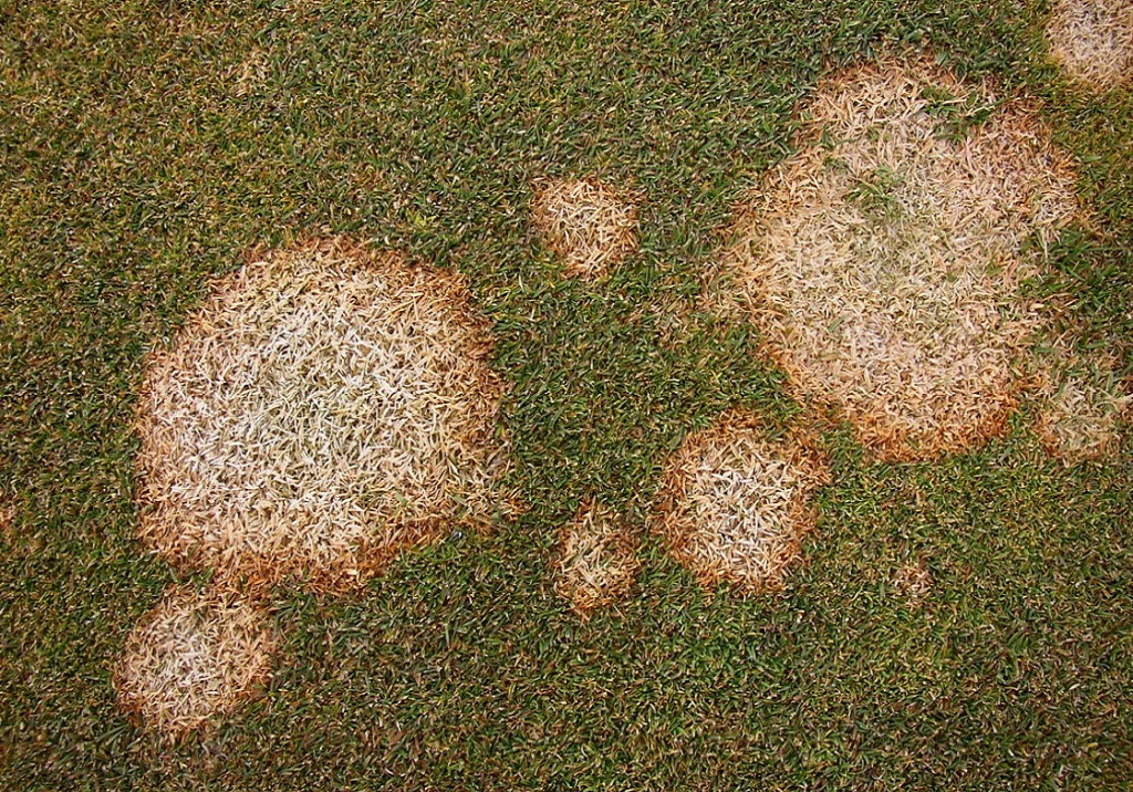 Winter Fusarium