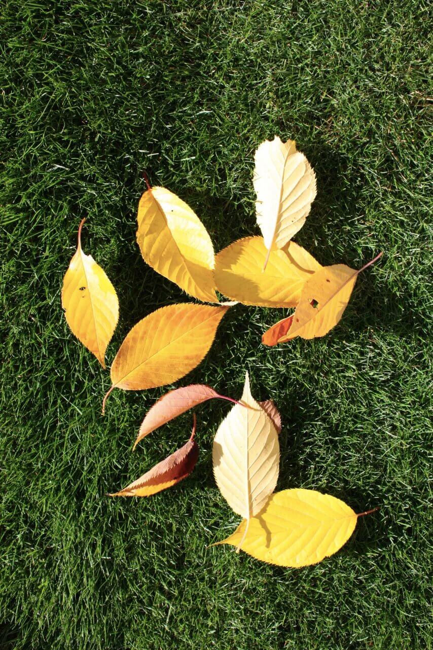 FERTILISING LAWN IN AUTUMN & WINTER