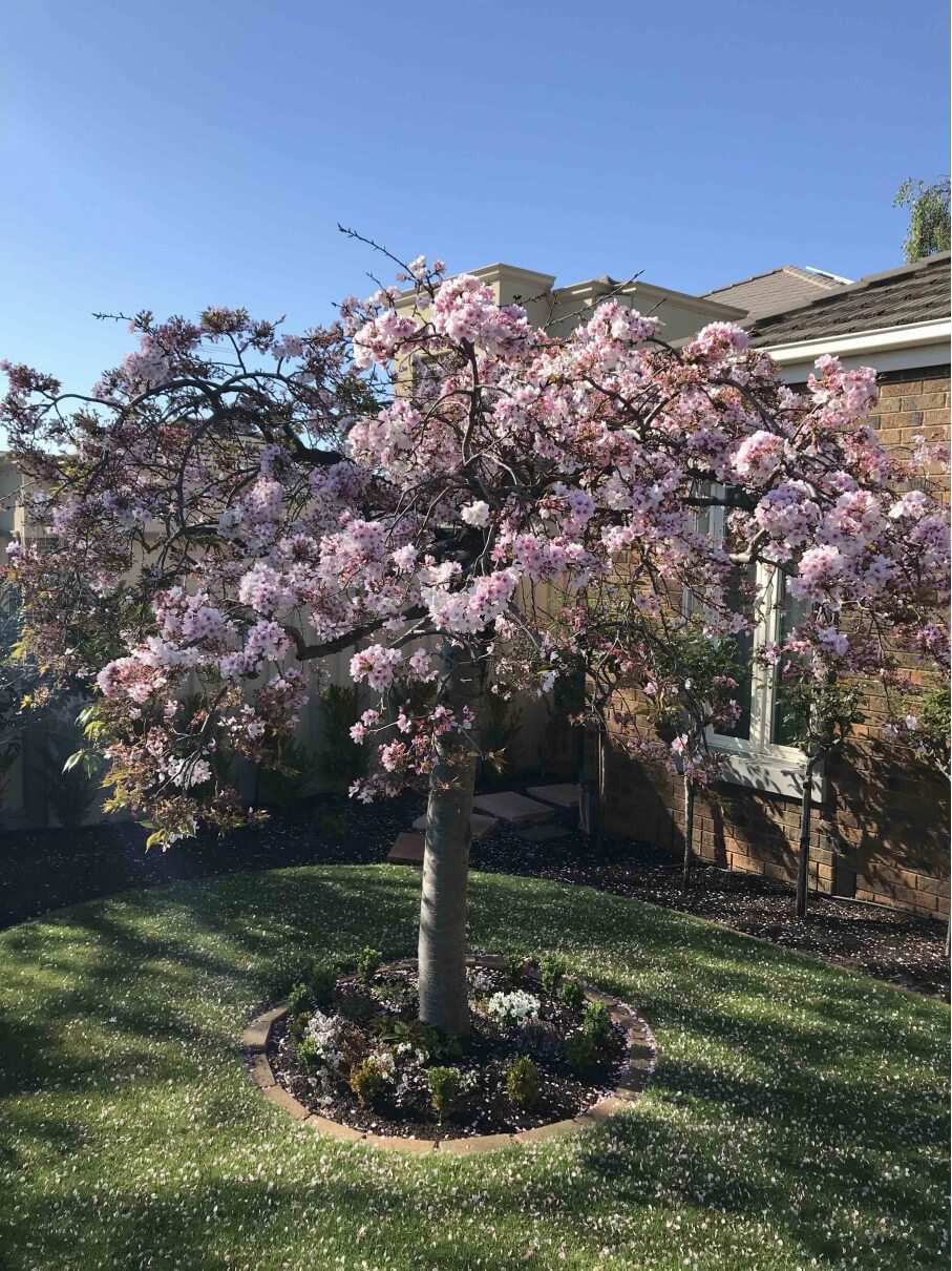 FERTILISING LAWN IN SPRING