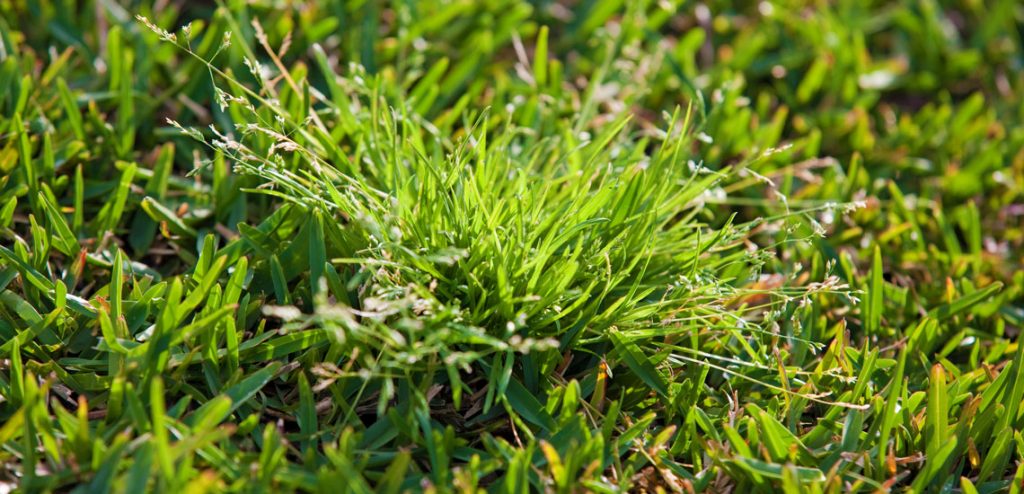 Lawn Tip