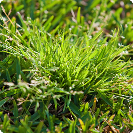 WEED CONTROL FOR A HEALTHIER LAWN