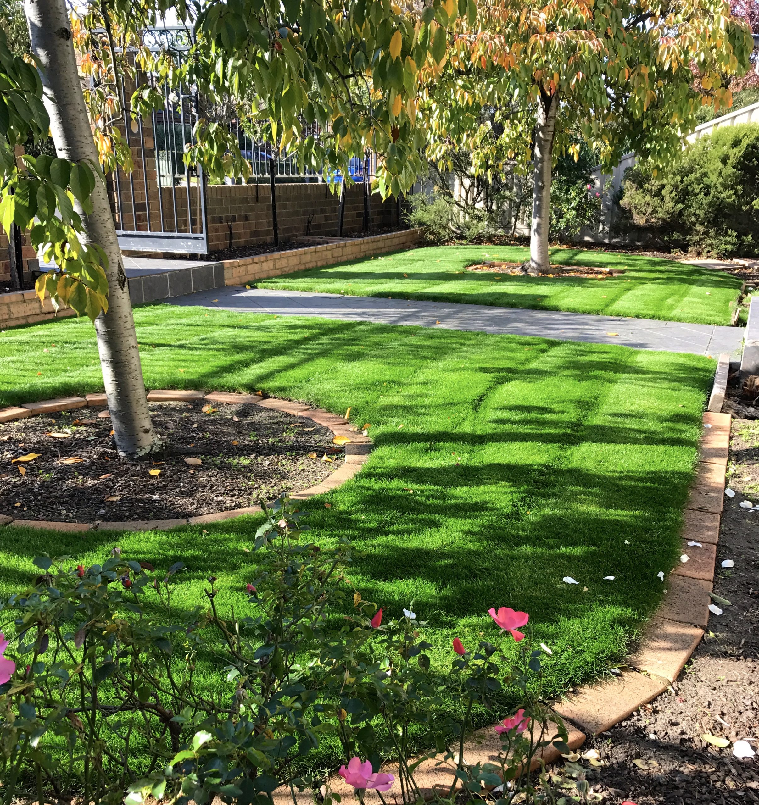 Nullarbor Couch oversown with Fine and Hardy seed